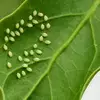 How to get rid of aphids in the garden