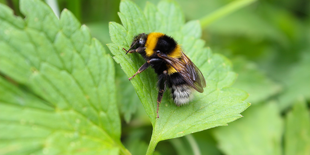 Différence entre les abeilles et les boudons