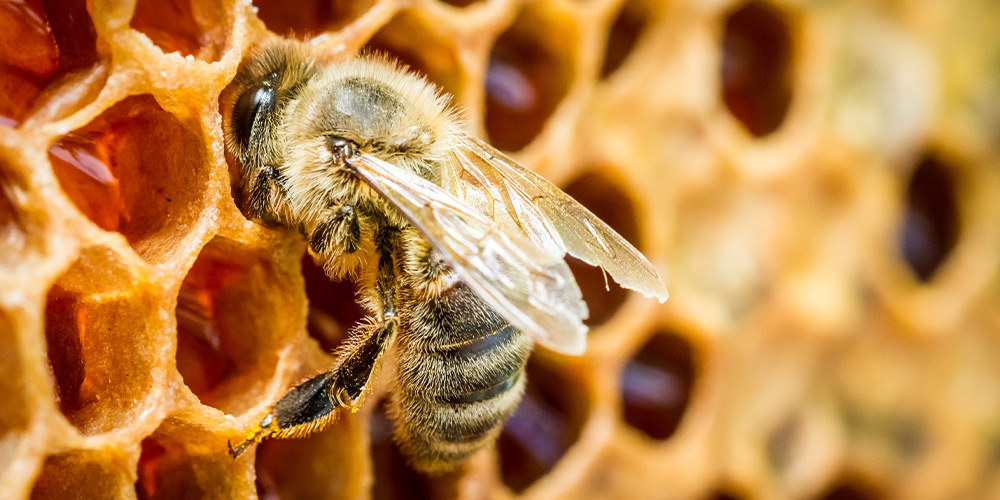 Comment différencier les abeilles des guêpes