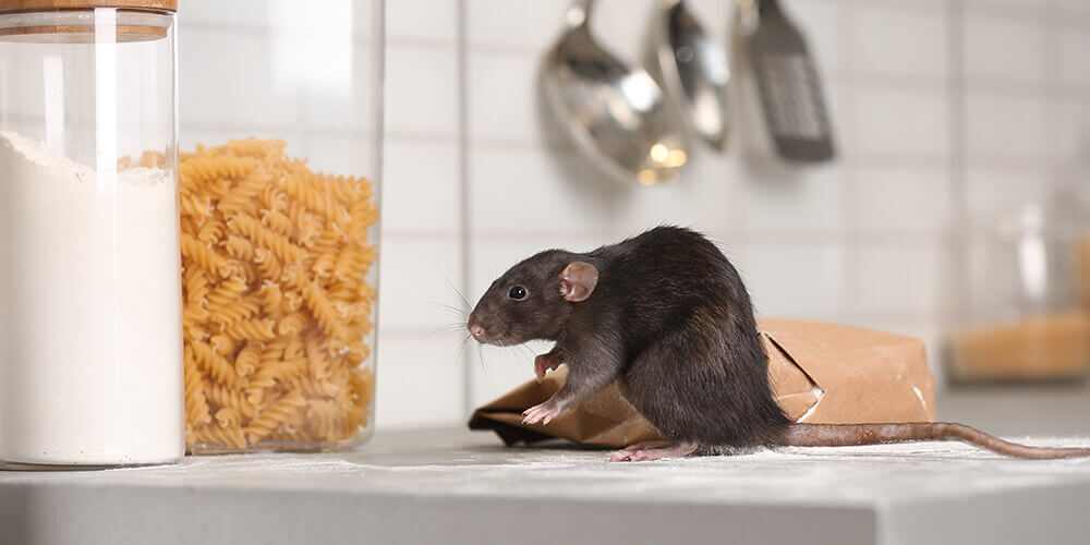 What attracts rats to your house?