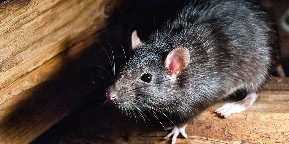 How do I know if I have rats? How do I get rid of rats permanently? When you see a rat, how many are there? Rat control and rat proliferation in the world.