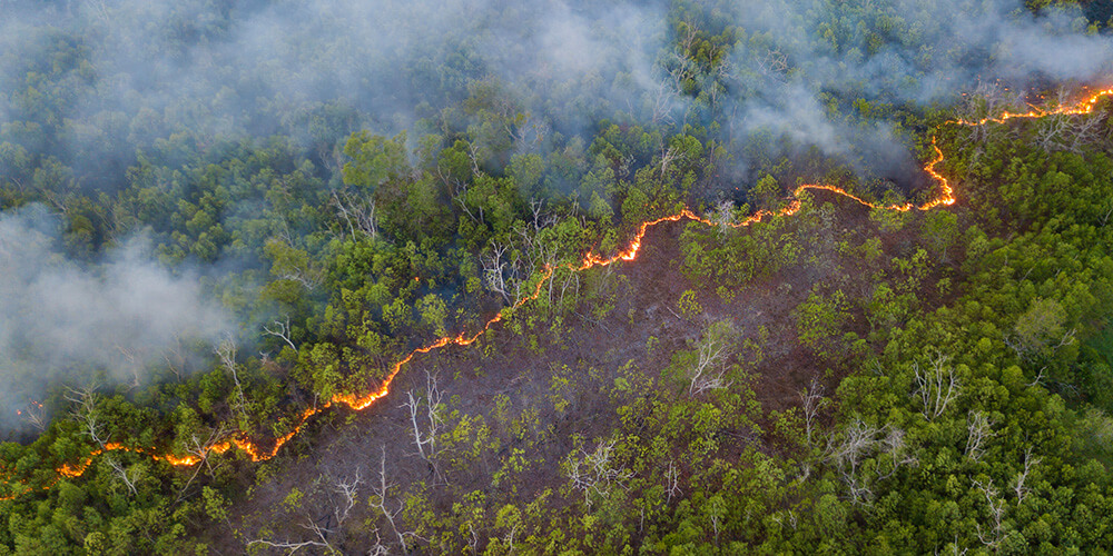 Habitat transformation due to climate change and forced migration of species. Causes and effects of climate change on the environment and ecosystems.