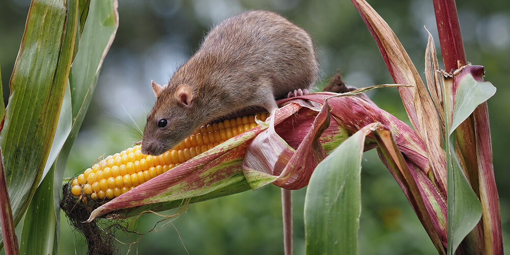 What are the consequences of pest proliferation and how to manage the proliferation of pests that threaten health and supply and pests that threaten crops?