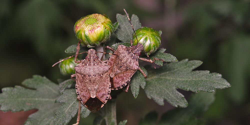 Why are there more insects? How do insect pests threaten crops and how to eliminate insect pests in the garden? What are the risks of insect pest infestations and which insects pose a threat?