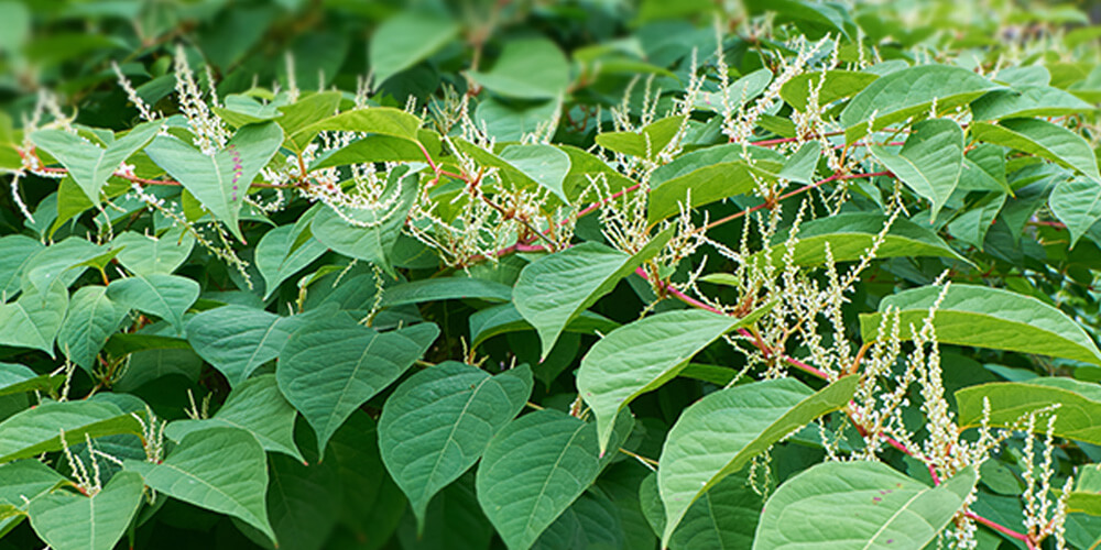 What are the exotic species that threaten native species in Canada? How to protect native species and how to get rid of invasive plants and how to get rid of Japanese knotweed?