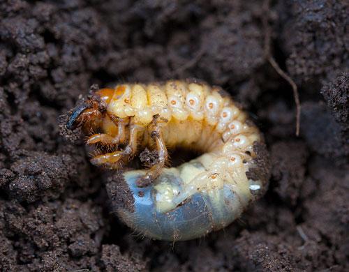 Wilson GRUB OUT Nematodes White Grubs | Wilson Control