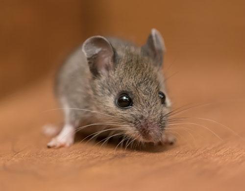 No More Mice: Use Wilson Control Fragranced Glue Traps