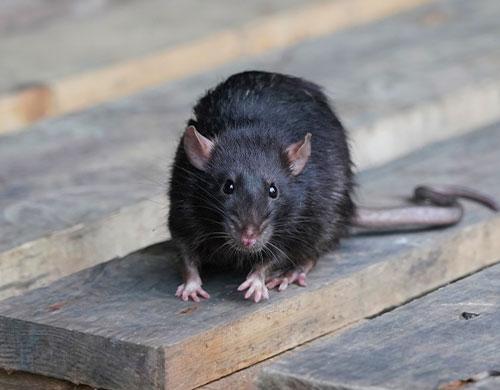 One of my typical Bait Stations for rats. Hidden under the yogourt