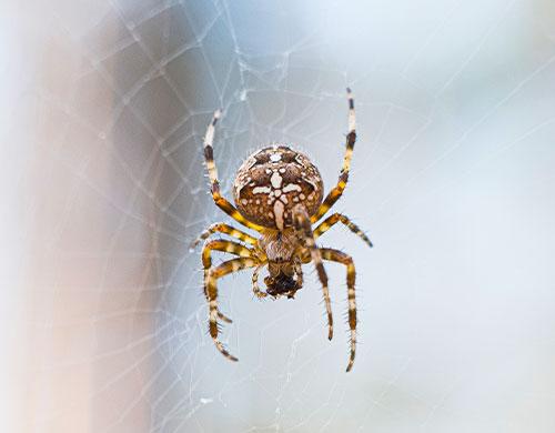 Araignée au grenier, panique au RDC - Les araignées - INSECTICIDE SPRAY  contre les insectes