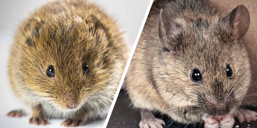 How To Tell A Field Mouse From A House Mouse Wilson Control