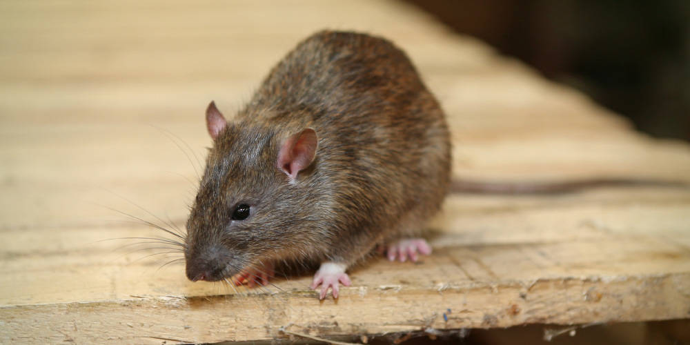 Répulsif à ultrasons pour souris, rats et rongeurs - Fonctionne sur  batterie - Pour la maison, le sous-sol, le jardin - Sans produits chimiques