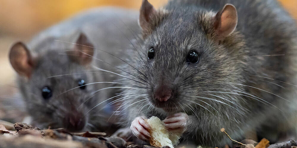 Pourquoi j’ai des rats chez moi?