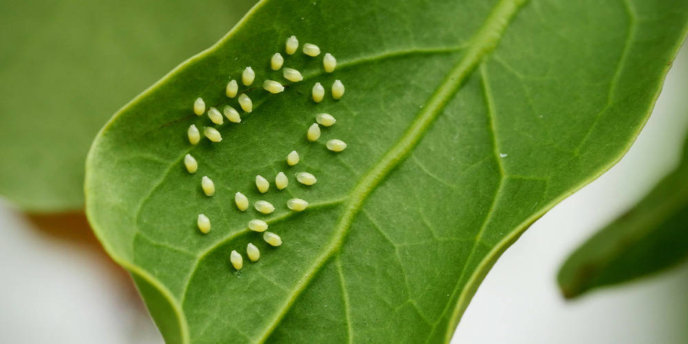 How to get rid of aphids in the garden