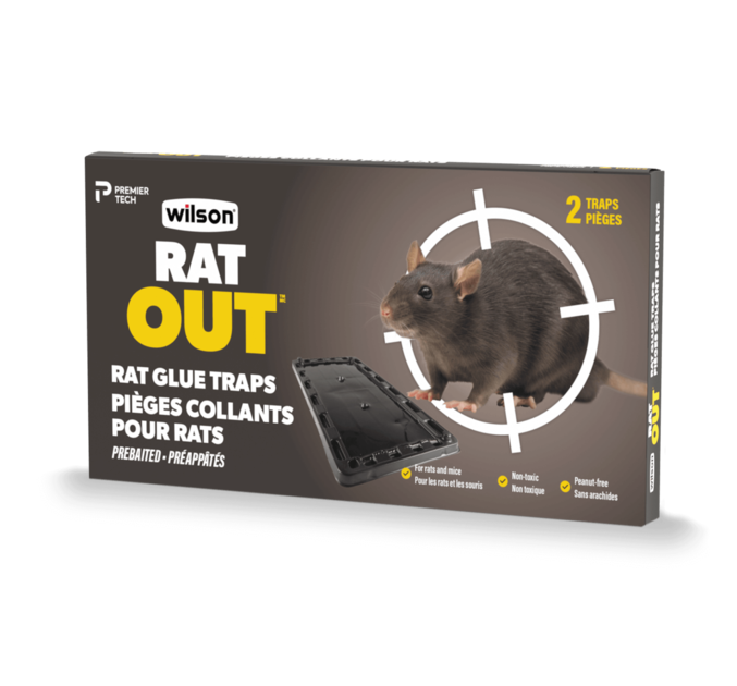 Rat Piégé Dans Des Pièges à Colle Collanteillustration D'une