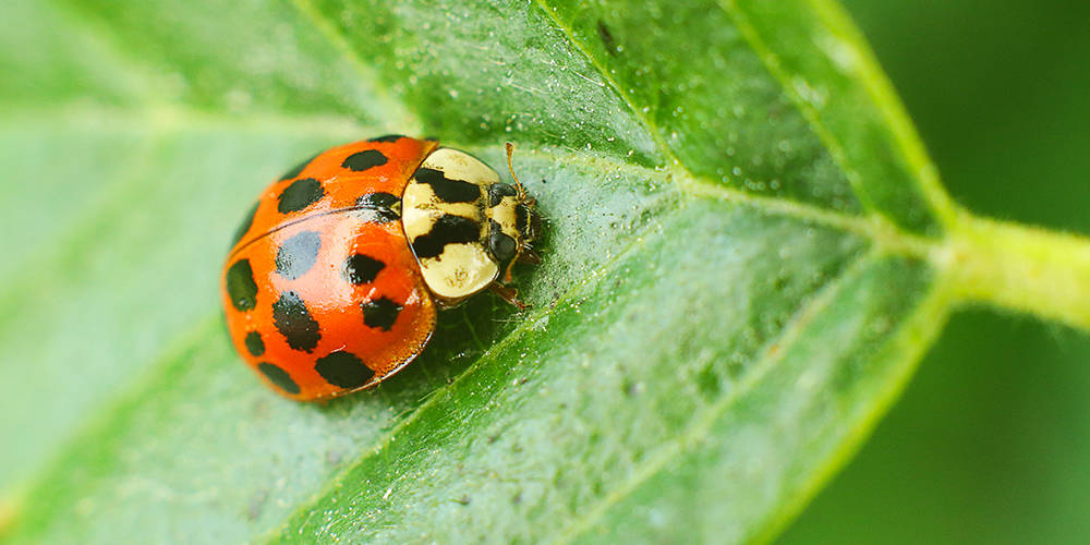 How to Get Rid of Ladybugs Wilson Control