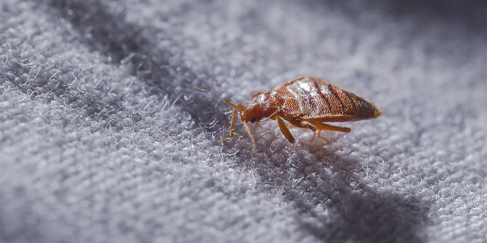 Top 10 Common House Bugs and Pests and How to Stop Them Wilson