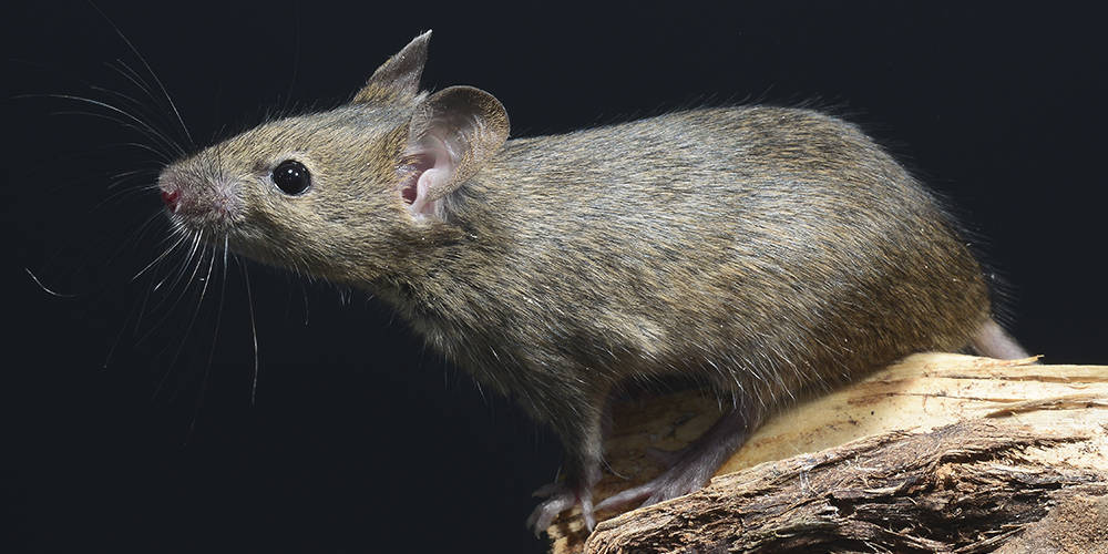 Crottes de rat : quels dangers pour la santé de l'homme ? - Mesnuisibles