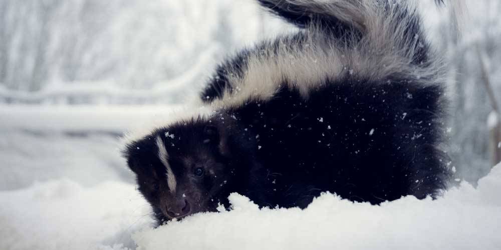 do raccoons and skunks hibernate