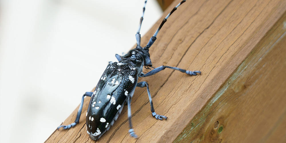 asian longhorn beetle damage