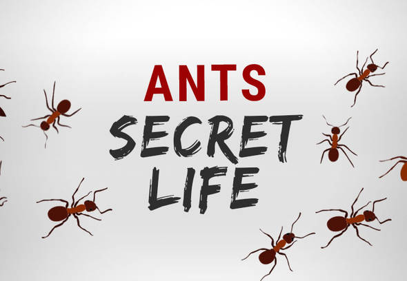 https://www.wilsoncontrol.com/sites/ptgc_wilson/files/styles/swiper_carousel_image/public/2022-03/wilson-ants-secret-life.jpg?itok=T0KEJYIV