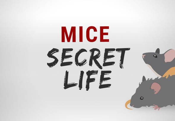 https://www.wilsoncontrol.com/sites/ptgc_wilson/files/styles/swiper_carousel_image/public/2022-05/wilson-the-secret-life-of-mice_3.jpg?itok=yQQJ70Ki