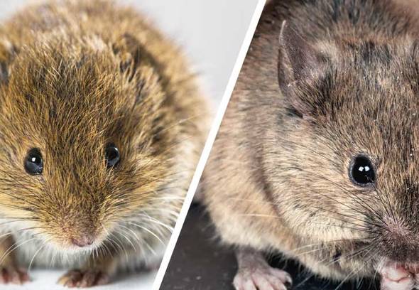 WILSON Repousse-rongeurs à ultrasons pour les souris et les rats