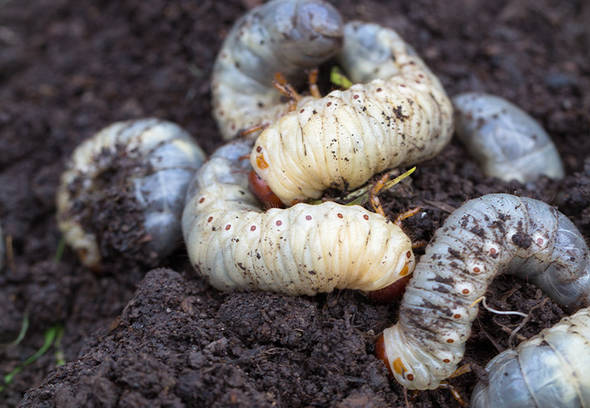 Wilson GRUB OUT Nematodes White Grubs | Wilson Control