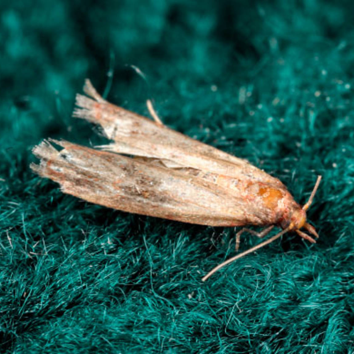 Pest advice for controlling Moths