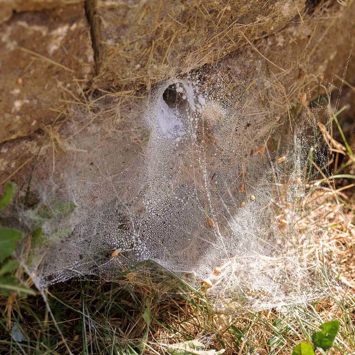 Qqmora Attrape-araignées Attrape-araignée Portable, outil de d'insectes  portatif pratique pour le jardin (jaune) jardin piege Jaune