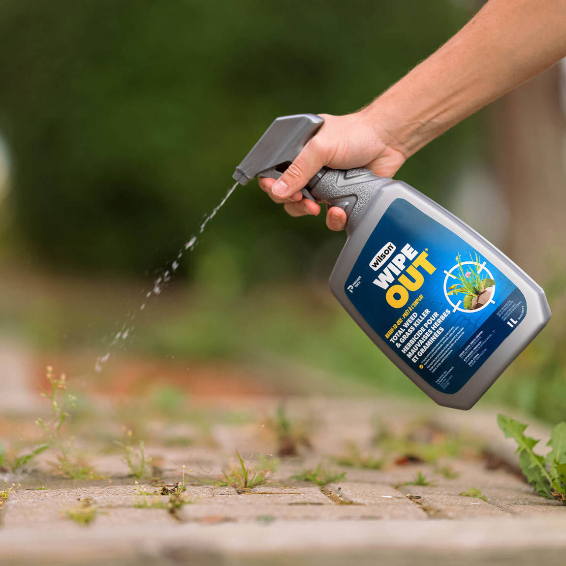 Spraying Pesticide With Portable Sprayer To Eradicate Garden Weeds In The  Lawn Weedicide Spray On The Weeds In The Garden Pesticide Use Is Hazardous  To Health Stock Photo - Download Image Now 