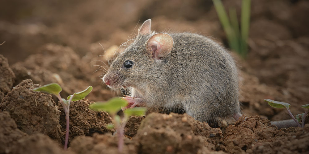 Mice Control How To Identify Them Prevent Them And Act