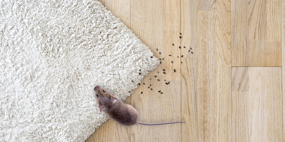 Comment nettoyer après une infestation de souris
