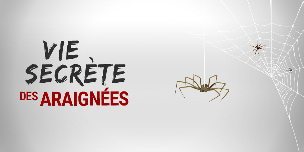 La vie secrète des araignées